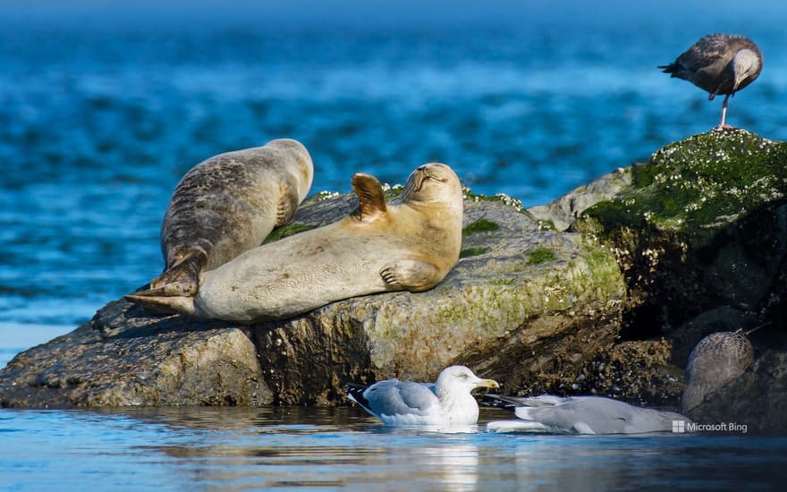 Harbour seals at Robert Moses State Park, Long Island, New York, United States
