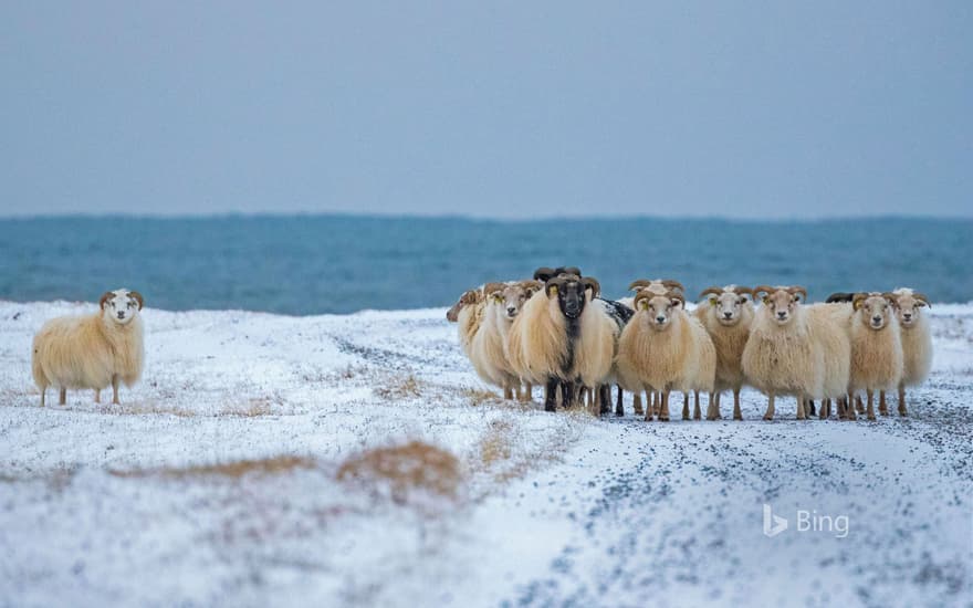 Icelandic sheep