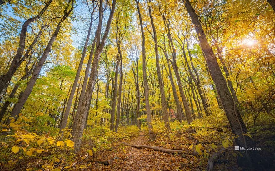 Autumn colours in Shenandoah National Park, Virginia, United States