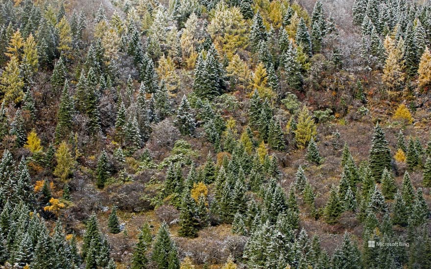 Early morning frost on trees in Mount Siguniang National Park in Sichuan province, China