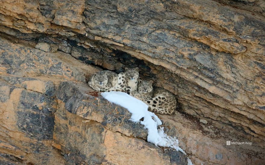 Snow leopard with her cubs, Spiti Valley, Cold Desert Biosphere Reserve, India