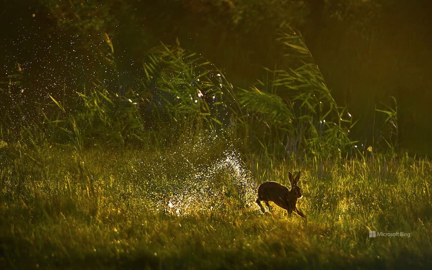 European hare, Netherlands