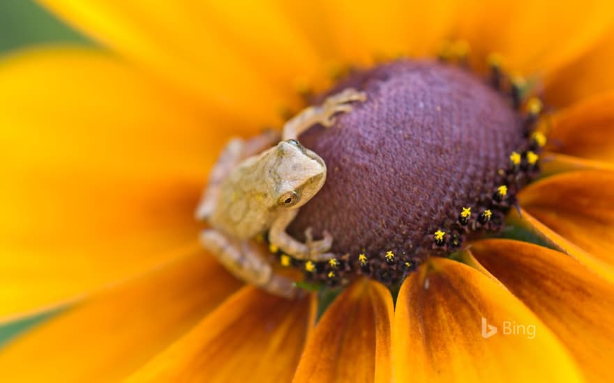 Spring peeper (Hyla crucifer) perched on a black-eyed Susan in a flower garden in Ontario