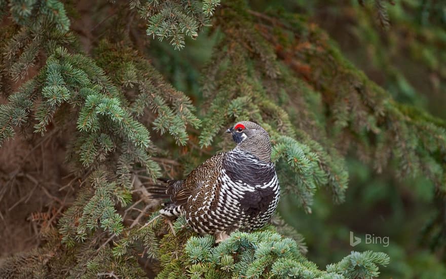 Spruce grouse in a spruce tree in Denali National Park and Preserve, Alaska