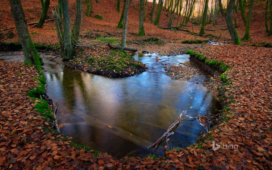 Autumnal forest, Sweden