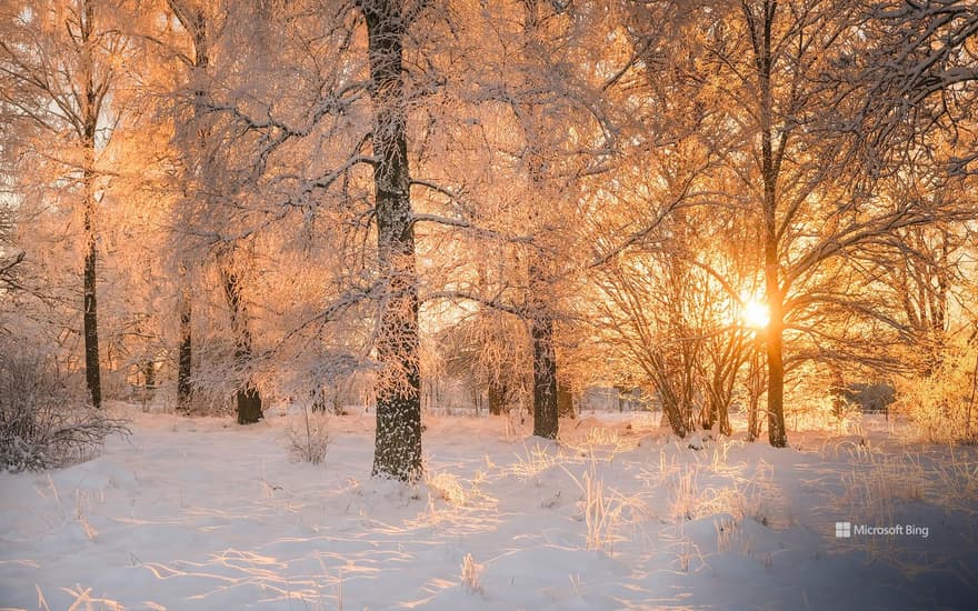 Dawn light through frosty trees, Sweden