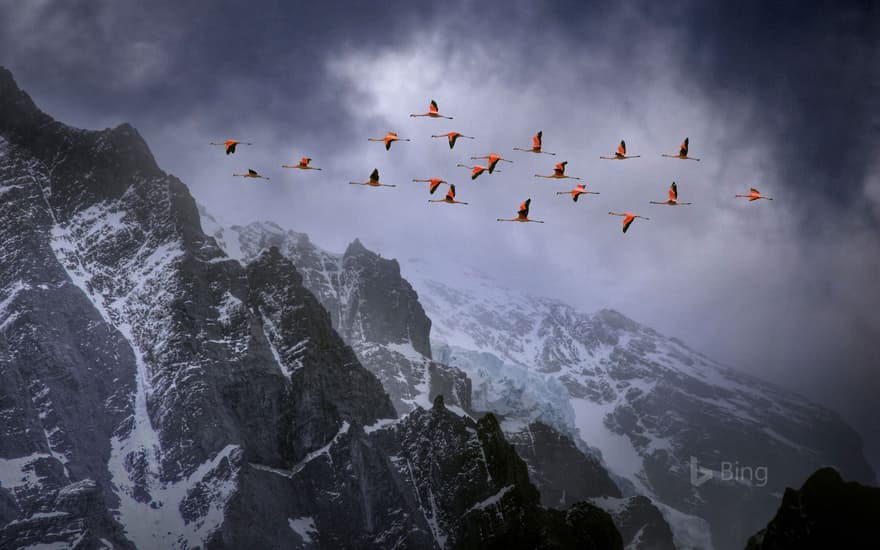 Chilean flamingos in Torres del Paine National Park, Chile