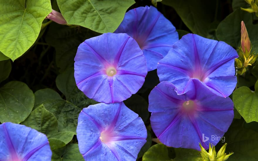 "Blue morning glory"