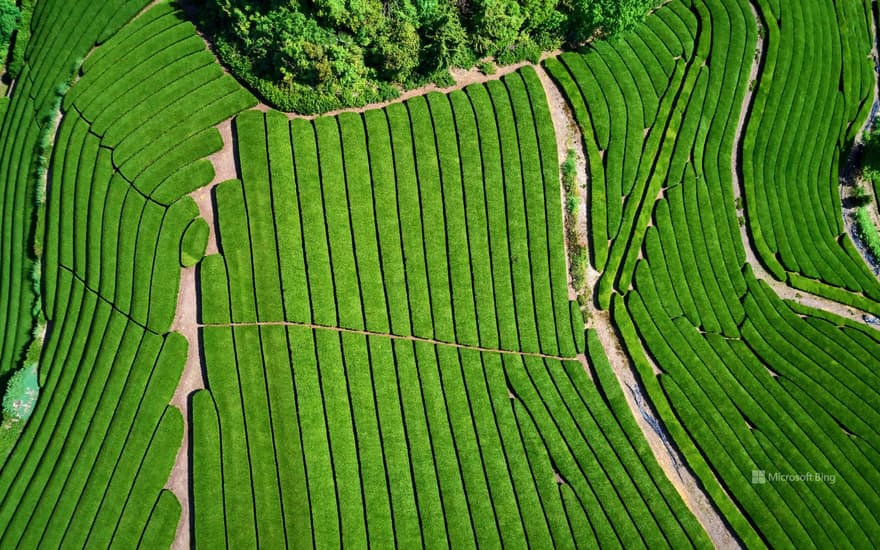 "Uji Tea Plantation" Kyoto Prefecture, Uji City