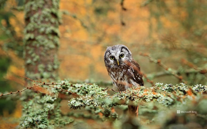 Boreal owl in a forest in Central Europe