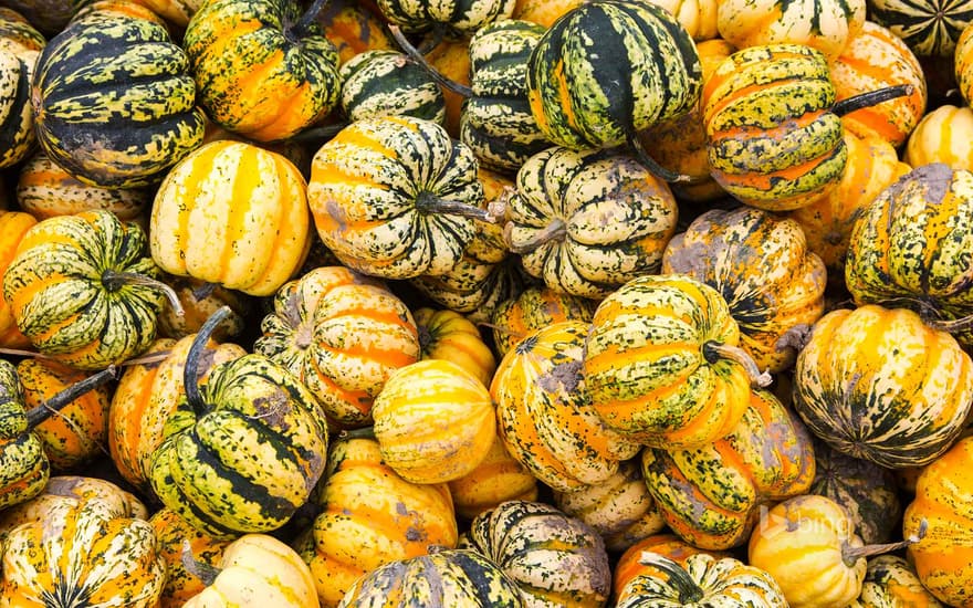 Festival squash for sale at a farm produce market, Canada