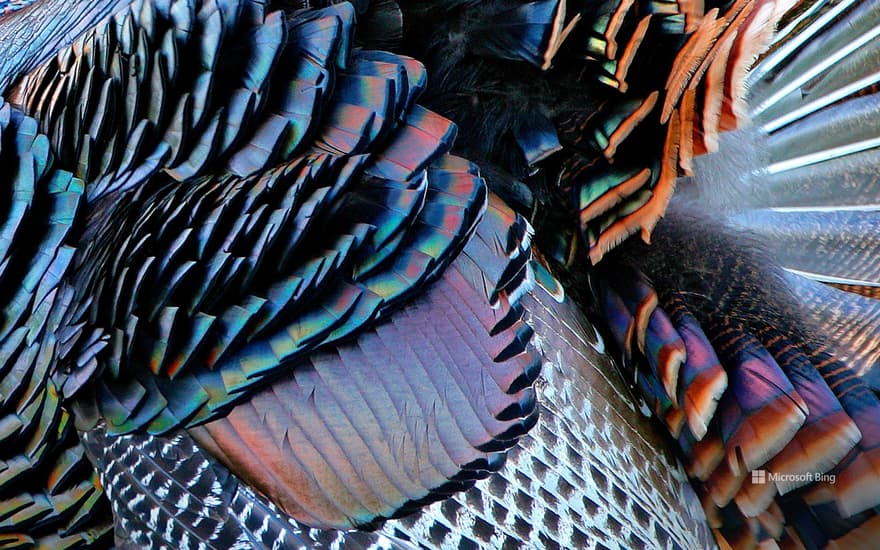 Male wild turkey plumage, Aransas Natural Wildlife Refuge, Texas