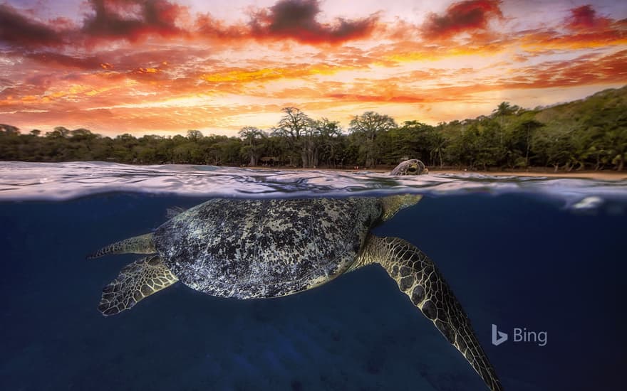 Green sea turtle surfaces in the Indian Ocean, Department of Mayotte, France