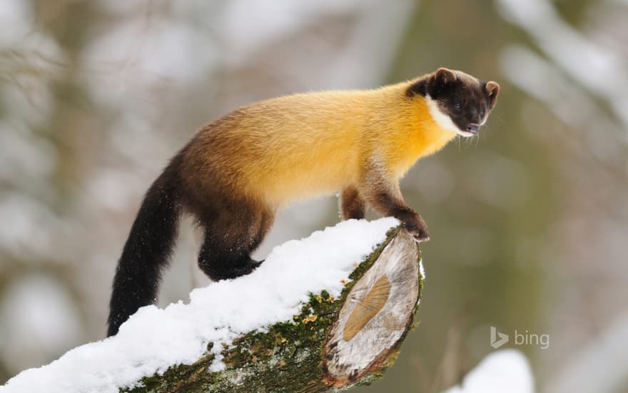 Yellow-throated marten