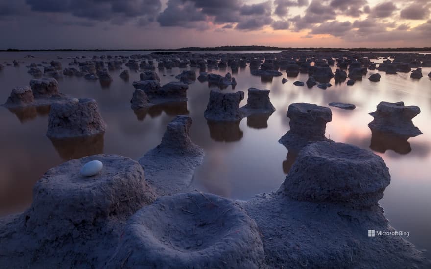 Caribbean flamingo nests, Ría Lagartos Biosphere Reserve, Yucatán, Mexico