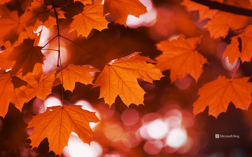Red maple in fall, Canada